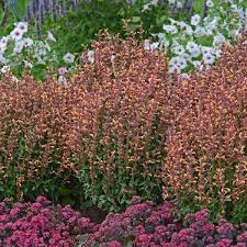 Planting it in a container means you can enjoy its scent right on in the low desert (zones 9 through 11), lantana plants can be outside all year. Photo Essay Extremely Drought Tolerant Perennials Perennial Resource