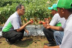 Gelar Expo Ewindo Luncurkan 15 Varietas Sayuran Baru