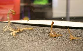 Check spelling or type a new query. Scorpions Arizona Poison And Drug Information Center