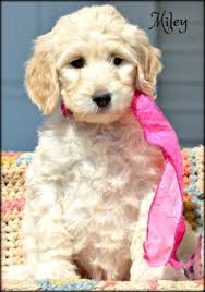 Gesgolden doodle mini coloring pages : 23 Mini And Petite Goldendoodles Ideas Goldendoodle Mini Goldendoodle Goldendoodle Puppy