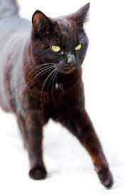 5 Choses A Savoir Sur Les Pattes Des Chats Comprendre Son Chat Wamiz