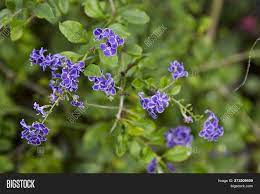 However, the foliage is the main attraction of this plant. Small Purple Flowers Image Photo Free Trial Bigstock