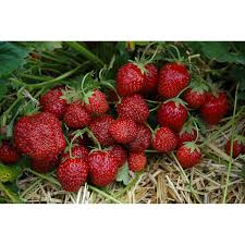 Fenchel passt ideal zu erdbeeren, salat und zwiebeln. Hummi Erdbeere Aroma Auslese 12er Tray Fragaria Ananassa Kaufen Bei Obi