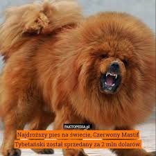 Uznawane są za jedna z najstarszych ras psów na świecie. Najdrozszy Pies Na Swiecie Czerwony Mastif Tybetanski Zostal Sprzedany Najdrozszy Pies Na Swiecie Czerwony Tibetan Mastiff Dog Tibetan Mastiff Mastiff Dogs