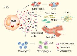 Induced pluripotent stem cells share proteins with some cancers. Defining Lung Cancer Stem Cells Exosomal Payload Of Mirnas In Clinical Perspective