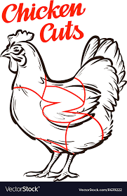 chicken hen chart meat cuts or butcher