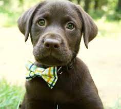 The labrador retriever dog breed: Chocolate Labrador Puppies Colorado Petsidi