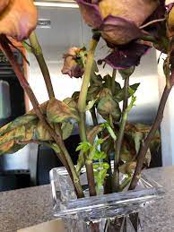 Check spelling or type a new query. Rose Stems Started Sprouting In My Vase Thriftyfun