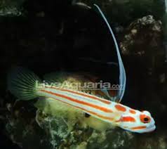 Yasha White Ray Shrimp Goby Saltwater Aquarium Fish Aquarium Fish Marine Fish Tanks