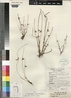 Image result for Schoenoplectus erectus