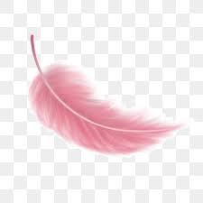 الريشة الطازجة الصغيرة الوردي ريشة clipart ريشة حيوان png وملف psd للتحميل مجانا pink pattern background pink heart background pink feathers