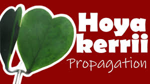 Even for plants that will propagate from leaves, such as begonias, those. Hoya Kerrii Sweetheart Hoya Propagation Youtube