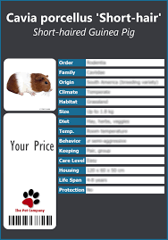 Short haired dwarf hamster what we're talking about are hamsters all the more docile of those chinese dwarf hamsters the mother hamsters. Pet Label Gallery Rodents Cavia Porcellus Short Hair Short Haired Guinea Pig