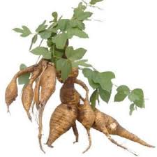 Image result for Pueraria