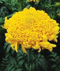 Marigold Mission Giant Yellow Burpee Flower Seeds Annual Flowers Hydrangea Not Blooming