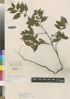 Image result for Mostuea hirsuta