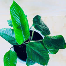 Image result for Ctenanthe marantifolia