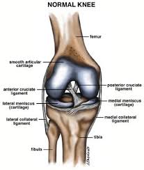 Pin On Physical Therapy