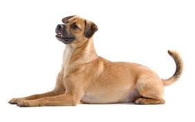 Mutt Mixed Dog Breed Information Pictures Characteristics Facts Dogtime
