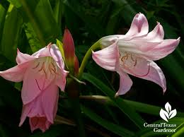 Austin has many beautiful, lush gardens | © jenaveve hunter. Perennials Central Texas Gardener