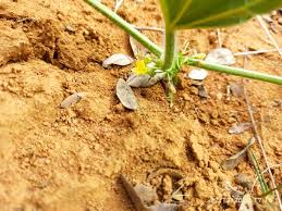 Image result for Cucumis humifructus