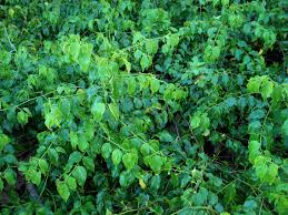 Image result for Colubrina asiatica