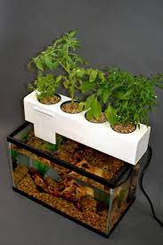 25 Super Easy Aquaponics Diy Fishtank That You May Make It Self Freshouz Com Indoor Aquaponics Aquaponics System Aquaponics