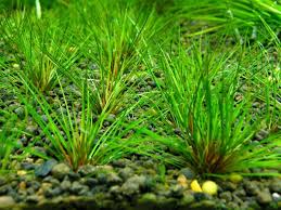 Image result for Tricalysia sp. E