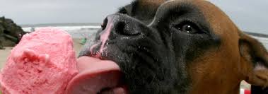 Dogs can eat small amounts of sorbet and ice cream, but try to reduce the sugar and dairy content. Can Dogs Get Brain Freeze Hill S Pet