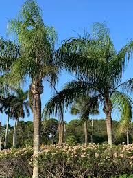 Image result for Syagrus romanzoffiana