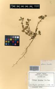 Image result for Hibiscus sidiformis