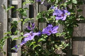 Your clematis vine is growing vigorously and bursting with plump buds, then seemingly overnight some or all of the plant collapses. How To Deal With Clematis Wilt Dummer Garden Manage Gfinger Is The Best Garden Manage App