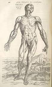 It is the most complete reference of human anatomy available on web, ipad, iphone and android devices. First Drawing Of Human Anatomy