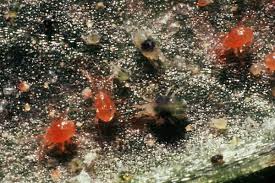 Image result for Tetranychidae grapevine