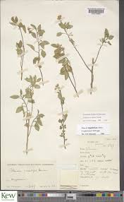 Image result for Solanum terminale