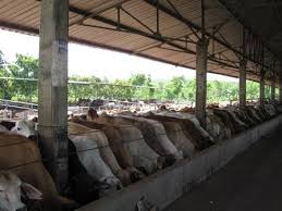 Ternak sapi limosin bisa digunakan untuk mewujudkan hajat atau keinginan yang cukup besar. Terbaru 30 Kandang Sapi Modern