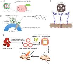 Bu sayfa raja mokhtar ile ilgili herkese açık online bilgiler ile hazırlanmıştır. Nanocaged Platforms Modification Drug Delivery And Nanotoxicity Opening Synthetic Cages To Release The Tiger Abstract Europe Pmc