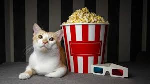 Are, you also wondering can cats eat popcorn, then read the article below and find your answers. Can Cats Eat Popcorn And Do They Love It