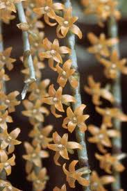 Image result for Chamaeangis