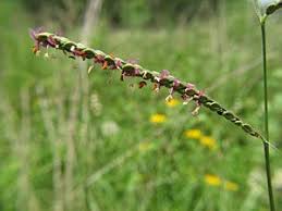 Image result for Paspalum