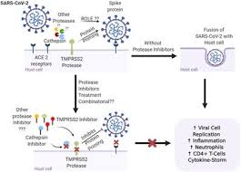 Protease is an enzyme which breaks down proteins and peptides. Frontiers Covid 19 Targeting Proteases In Viral Invasion And Host Immune Response Molecular Biosciences