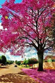 Ipê rosa