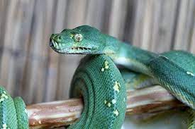 Green Tree Python For Sale From Breeder Viridispython Pythons For Sale Green Trees Breeders