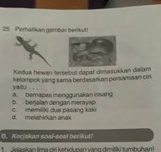 Apalagi populasinya begitu melimpah dilaut indonesia, jadi kamu tak akan kesusahan untuk mendapatkannya. 8500 Gambar Hewan Cicak Dan Ciri Cirinya Gratis Terbaru Gambar Hewan