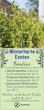 Pin Auf Pflanzen Uberwintern
