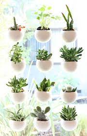 You can even get creative! Small Space House Plant Display Ideas Plant Display Ideas Small Indoor Plants Window Plants
