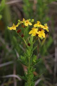 Image result for Humularia meyeri-johannis