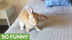 We are going to discuss some of the best bedding options that are available on the market. Bunny Rabbit Loves Jumping On The Bed Just Like Humans Youtube