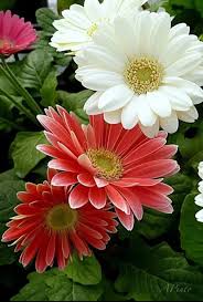 Gerberas Flowers Nature Gerbera Flower Beautiful Flowers