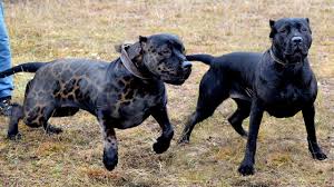 Top 10 Pitbull Turleri Ve Renkleri Dog Breeds Dogs Breeds
